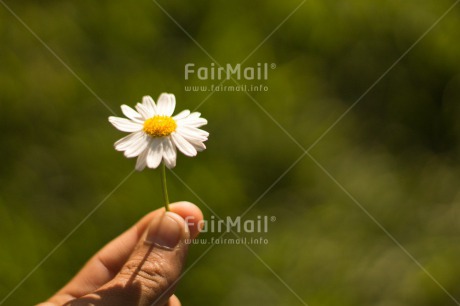 Fair Trade Photo Colour image, Daisy, Flower, Hand, Horizontal, Mothers day, Peru, Seasons, South America, Spring, Summer