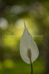 Fair Trade Photo Colour image, Condolence-Sympathy, Flower, Forest, Green, Leaf, Nature, Peru, South America, Vertical, White