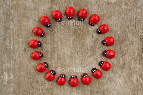 Fair Trade Photo Colour image, Exams, Good luck, Horizontal, Ladybug, Peru, South America