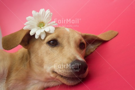 Fair Trade Photo Animals, Colour image, Cute, Dog, Flower, Horizontal, Love, Mothers day, Peru, Sorry, South America, Valentines day