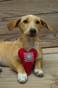 Fair Trade Photo Animals, Colour image, Dog, Heart, Love, Peru, Sorry, South America, Valentines day, Vertical