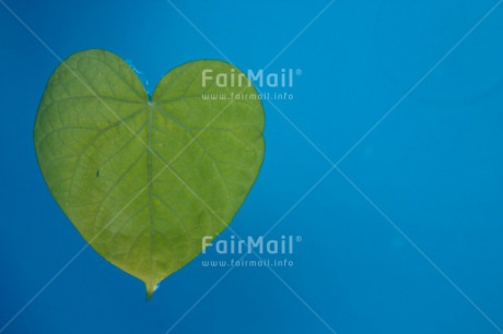 Fair Trade Photo Blue, Colour image, Condolence-Sympathy, Green, Heart, Horizontal, Leaf, Love, Peru, South America, Valentines day