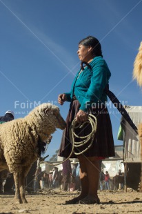 Fair Trade Photo Agriculture, Animals, Clothing, Colour image, Ethnic-folklore, Hat, Market, One woman, People, Peru, Rural, Sheep, Sombrero, South America, Traditional clothing, Vertical