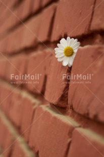 Fair Trade Photo Artistique, Colour image, Daisy, Flower, Peru, South America, Vertical, Wall