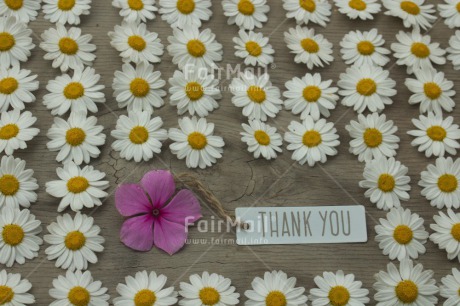 Fair Trade Photo Colour image, Daisy, Flower, Friendship, Horizontal, Mothers day, Peru, Sorry, South America, Thank you, Valentines day