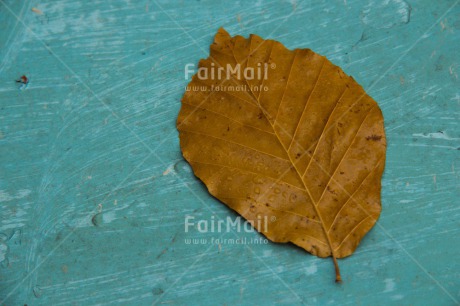 Fair Trade Photo Autumn, Colour image, Condolence-Sympathy, Horizontal, Leaf, Peru, Seasons, South America