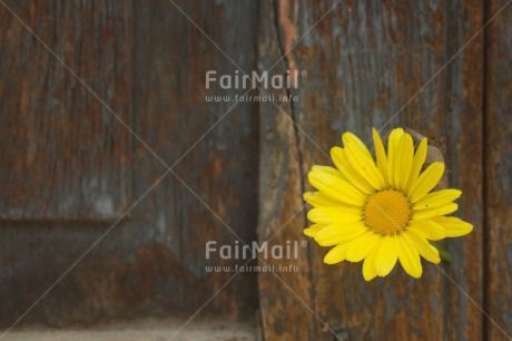 Fair Trade Photo Colour image, Door, Flower, Horizontal, Peru, South America, Yellow