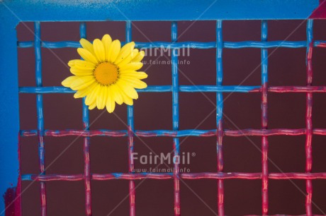 Fair Trade Photo Colour image, Flower, Horizontal, Peru, South America, Yellow