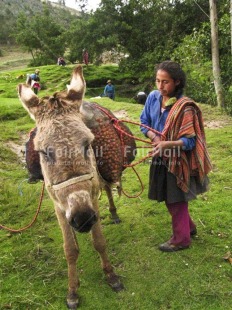 Fair Trade Photo 30-35 years, Activity, Agriculture, Animals, Carrying, Clothing, Colour image, Donkey, Farmer, Food and alimentation, Grass, Latin, Nature, One woman, People, Peru, Rural, Social issues, South America, Traditional clothing, Transport, Vertical, Working