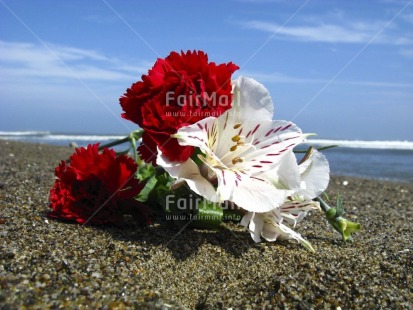 Fair Trade Photo Beach, Colour image, Condolence-Sympathy, Flower, Horizontal, Multi-coloured, Nature, Outdoor, Peru, Red, Sand, Sea, Seasons, Sky, South America, Summer, Thinking of you, White
