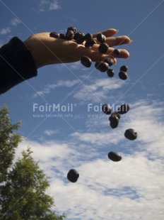 Fair Trade Photo Agriculture, Coffee, Colour image, Day, Food and alimentation, Hand, Moving, Outdoor, Peru, Sky, South America, Tree, Vertical