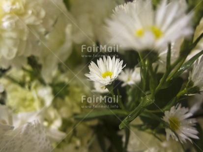 Fair Trade Photo Colour image, Condolence-Sympathy, Flower, Horizontal, Marriage, Peru, South America, White