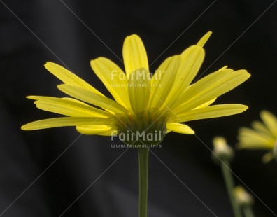 Fair Trade Photo Closeup, Colour image, Day, Flower, Horizontal, Nature, Outdoor, Peru, South America, Yellow