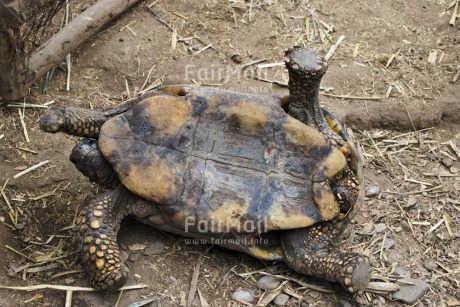 Fair Trade Photo Animals, Balance, Colour image, Day, Funny, Get well soon, Horizontal, Outdoor, Peru, South America, Turtle, Wildlife