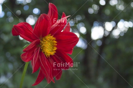 Fair Trade Photo Colour image, Day, Flower, Focus on foreground, Horizontal, Nature, Outdoor, Peru, Red, South America, Yellow