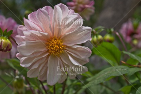 Fair Trade Photo Closeup, Day, Flower, Horizontal, Nature, Outdoor, Peru, South America