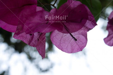 Fair Trade Photo Bougainville, Closeup, Colour image, Day, Flower, Horizontal, Outdoor, Peru, South America