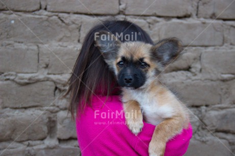 Fair Trade Photo Animals, Care, Colour image, Cute, Dog, Friendship, One dog, One girl, People, Peru, Puppy, South America