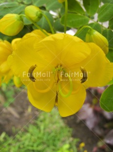 Fair Trade Photo Closeup, Colour image, Day, Flower, Focus on foreground, Nature, Outdoor, Peru, South America, Vertical, Yellow