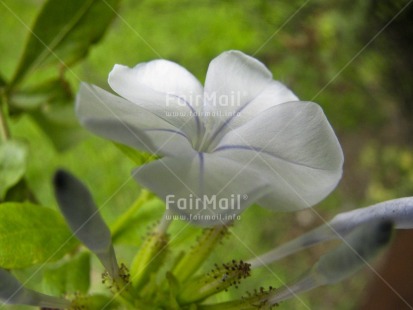 Fair Trade Photo Colour image, Day, Flower, Green, Horizontal, Nature, Outdoor, Peru, South America, White