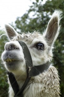 Fair Trade Photo Animals, Closeup, Colour image, Day, Llama, Low angle view, Outdoor, Peru, South America, Tree, Vertical