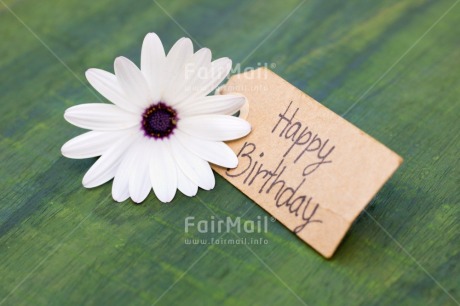 Fair Trade Photo Birthday, Colour, Colour image, Emotions, Flower, Green, Happy, Horizontal, Letter, Nature, Object, Party, Peru, Place, South America, Text, White