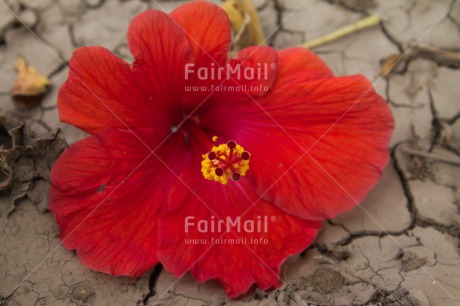 Fair Trade Photo Colour image, Flower, Horizontal, Peru, Red, South America