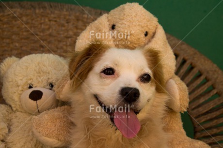 Fair Trade Photo Animals, Colour image, Cute, Dog, Horizontal, Peru, Rabbit, South America, Teddybear