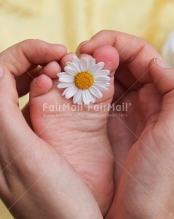 Fair Trade Photo Birth, Closeup, Colour image, Daisy, Flower, Foot, Hand, New baby, Peru, Shooting style, South America, Vertical