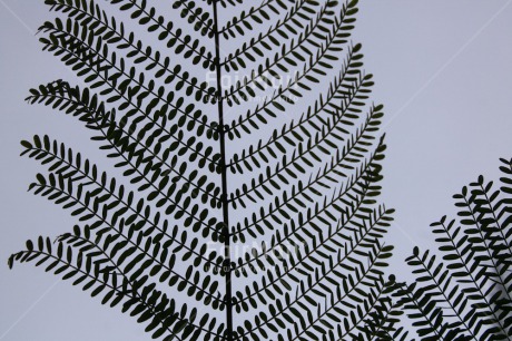 Fair Trade Photo Colour image, Horizontal, Leaf, Patterns, Peru, South America, Tree