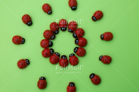 Fair Trade Photo Animals, Colour image, Exams, Good luck, Green, Horizontal, Insect, Ladybug, Peru, Red, South America