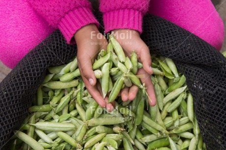 Fair Trade Photo Closeup, Colour image, Food and alimentation, Green, Hand, Horizontal, Market, Pea, Peru, Pink, Shooting style, South America, Vegetables