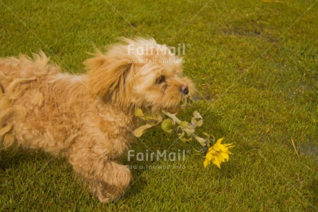 Fair Trade Photo Activity, Animals, Biting, Carrying, Colour image, Dog, Fathers day, Flower, Holding, Horizontal, Love, Mothers day, Peru, Playing, Running, Sorry, South America, Valentines day, Yellow