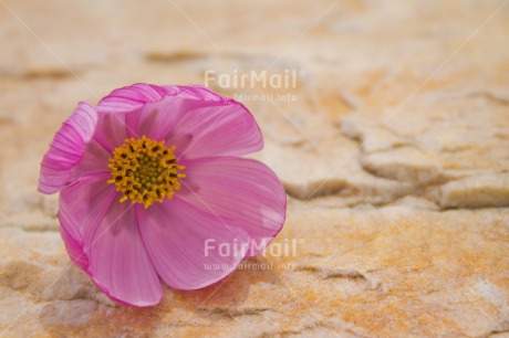 Fair Trade Photo Colour image, Condolence-Sympathy, Day, Fathers day, Flower, Horizontal, Light, Love, Mothers day, Peru, Purple, Sorry, South America, Stone, Thank you, Valentines day