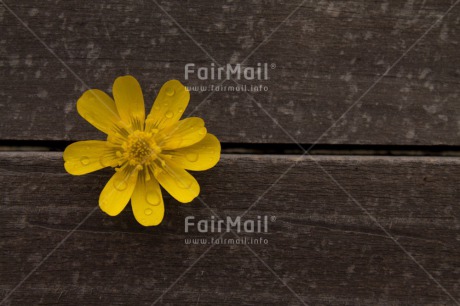 Fair Trade Photo Brown, Colour image, Condolence-Sympathy, Fathers day, Flower, Horizontal, Love, Mothers day, Peru, Sorry, South America, Thank you, Valentines day, Wood, Yellow