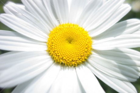 Fair Trade Photo Closeup, Flower, Horizontal, Nature, Summer, White, Yellow