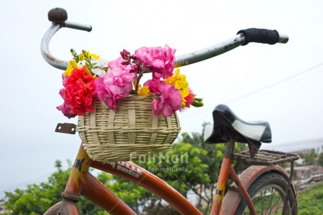 Fair Trade Photo Basket, Bicycle, Closeup, Colour image, Day, Flower, Horizontal, Mothers day, Outdoor, Peru, South America, Summer, Transport, Valentines day