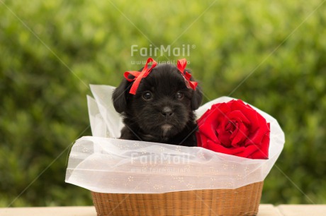 Fair Trade Photo Animals, Colour image, Cute, Dog, Flower, Horizontal, Mothers day, Peru, Puppy, Red, Rose, South America, Valentines day