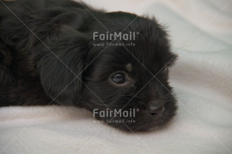 Fair Trade Photo Animals, Colour image, Cute, Dog, Friendship, Horizontal, Peru, Puppy, South America, Valentines day