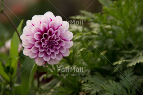 Fair Trade Photo Closeup, Colour image, Condolence-Sympathy, Flower, Horizontal, Mothers day, Nature, Peru, Pink, Shooting style, South America