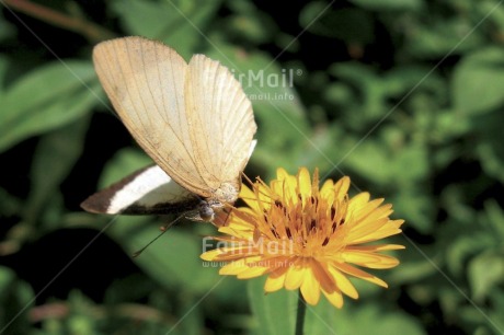 Fair Trade Photo Butterfly, Colour image, Day, Environment, Flower, Green, Growth, Horizontal, Nature, Outdoor, Peru, South America, Sustainability, Values, Yellow