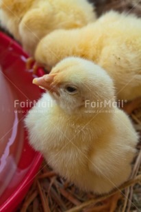 Fair Trade Photo Animals, Birthday, Chick, Chicken, Colour image, Peru, Place, South America, Vertical