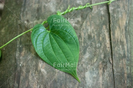 Fair Trade Photo Colour image, Environment, Green, Heart, Horizontal, Leaf, Nature, Peru, South America, Sustainability, Tree, Valentines day, Wood