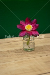 Fair Trade Photo Colour image, Flower, Mothers day, Peru, South America, Vase, Vertical