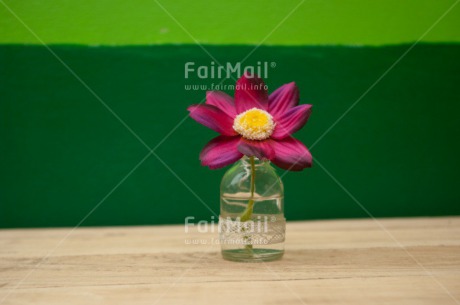 Fair Trade Photo Colour image, Flower, Horizontal, Mothers day, Peru, South America, Vase