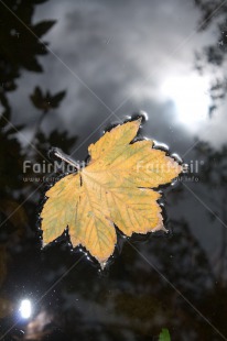 Fair Trade Photo Autumn, Colour image, Condolence-Sympathy, Leaf, Peru, Seasons, South America, Vertical, Water