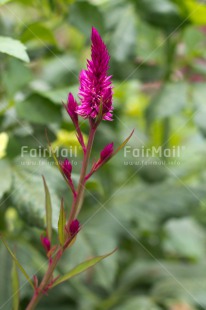 Fair Trade Photo Closeup, Colour image, Flower, Nature, Peru, Shooting style, South America, Vertical