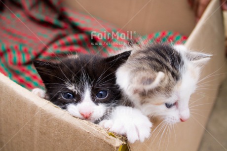 Fair Trade Photo Animals, Cat, Christmas, Colour image, Cute, Horizontal, Kitten, Peru, South America