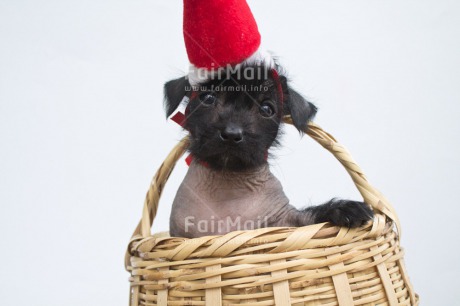 Fair Trade Photo Animals, Christmas, Colour image, Dog, Hat, Horizontal, Peru, Puppy, South America
