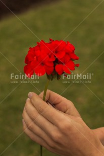 Fair Trade Photo Activity, Colour image, Flower, Giving, Hand, Mothers day, Peru, Red, South America, Vertical
